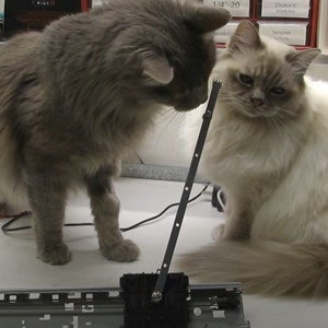 Péndulo aleatorio para gatos